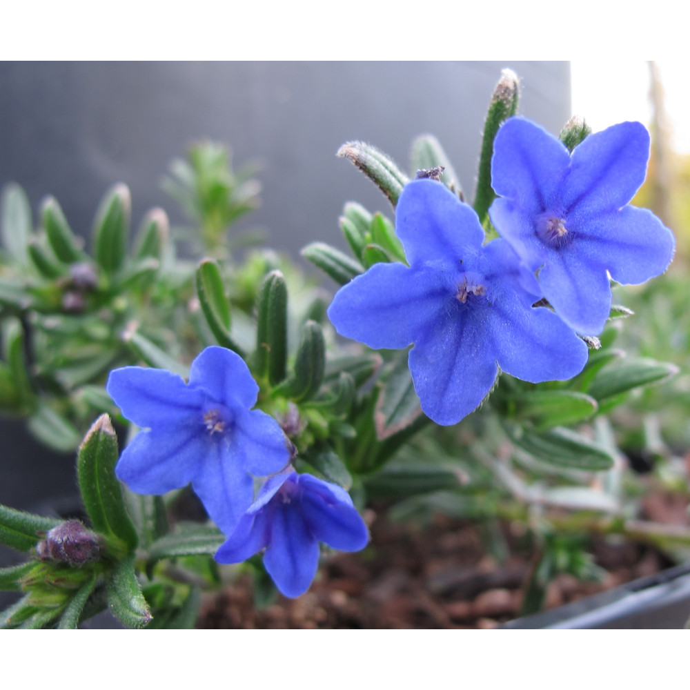 Lithodora diffusa Grace Ward (1lt)