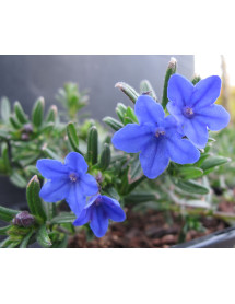 Lithodora diffusa Grace Ward (0.8lt)