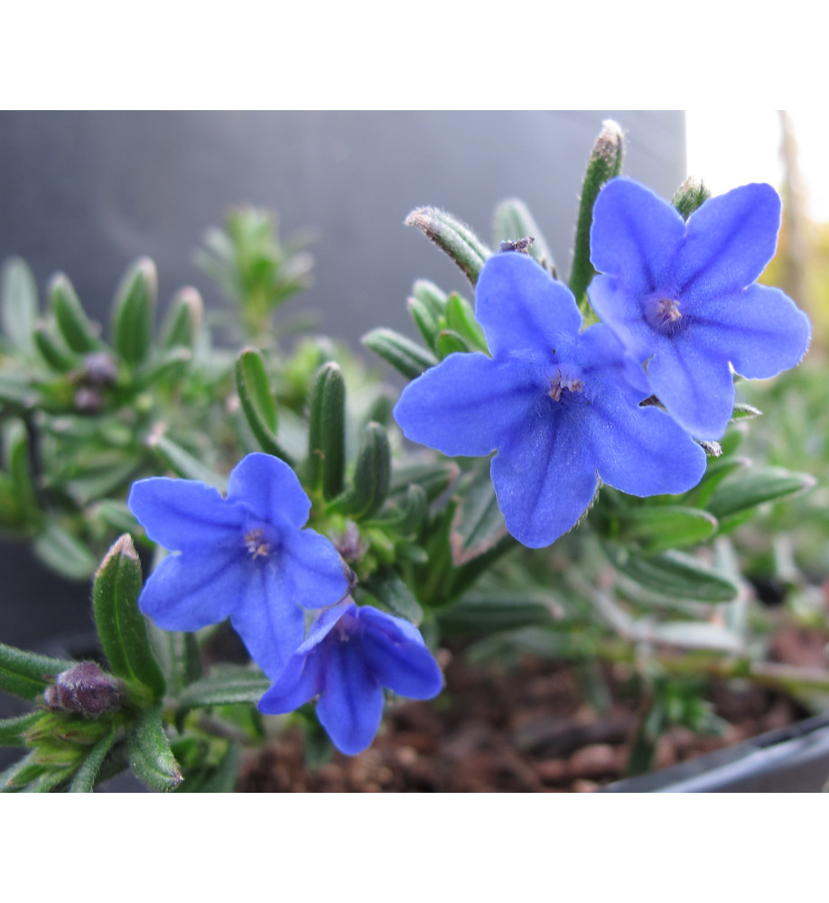 Lithodora diffusa Grace Ward (0.8lt)