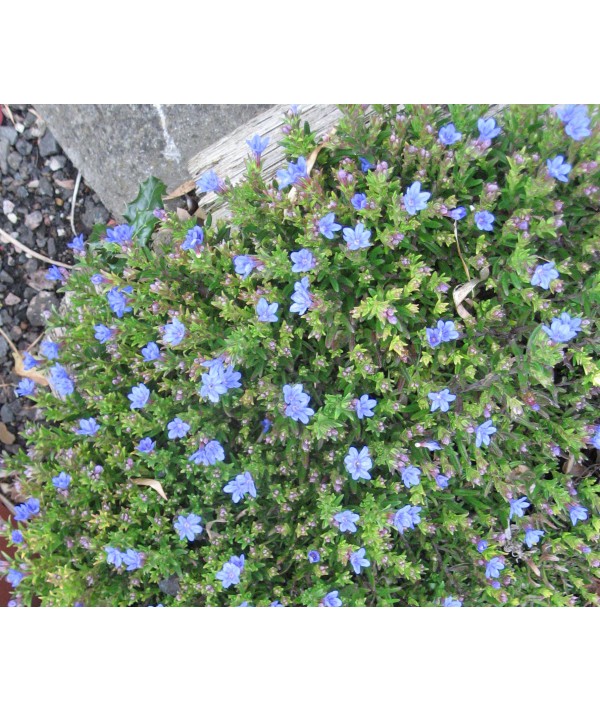 Lithodora diffusa Heavenly Blue (0.8lt)