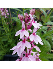 Lobelia Compton Pink (3lt) Lobelia Compton Pink (3lt)