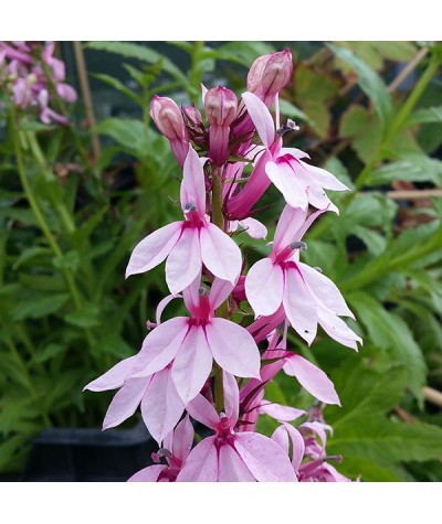 Lobelia Compton Pink (2lt)