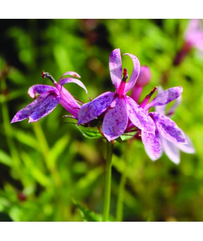 Lobelia Compton Pink (2lt)