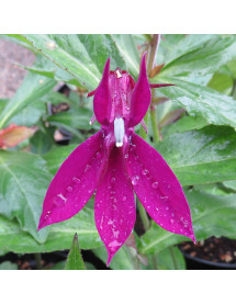 Lobelia Hadspen Purple (0.8lt)