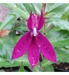 Lobelia Hadspen Purple (1lt) Lobelia Hadspen Purple (1lt)