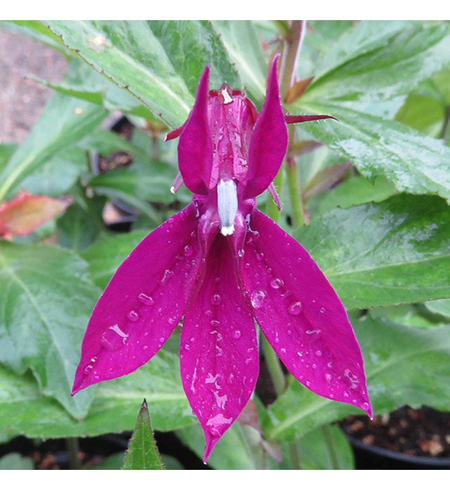 Lobelia Hadspen Purple (0.8lt)