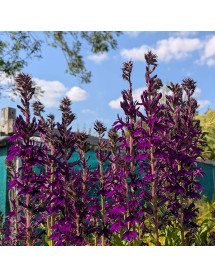 Lobelia Hadspen Purple (1lt)