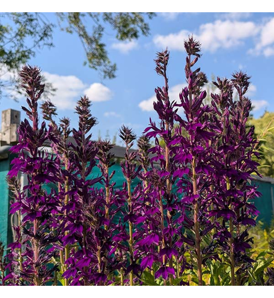 Lobelia Hadspen Purple (3lt)