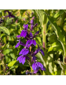 Lobelia x speciosa Starship Blue (1lt) Lobelia x speciosa Starship Blue (1lt)