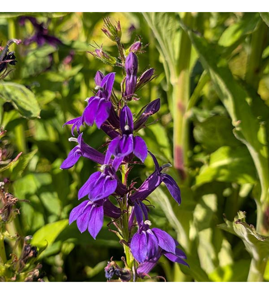 Lobelia x speciosa Starship Blue (1lt)