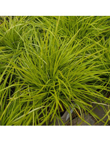 Lomandra longifolia Miner's Gold