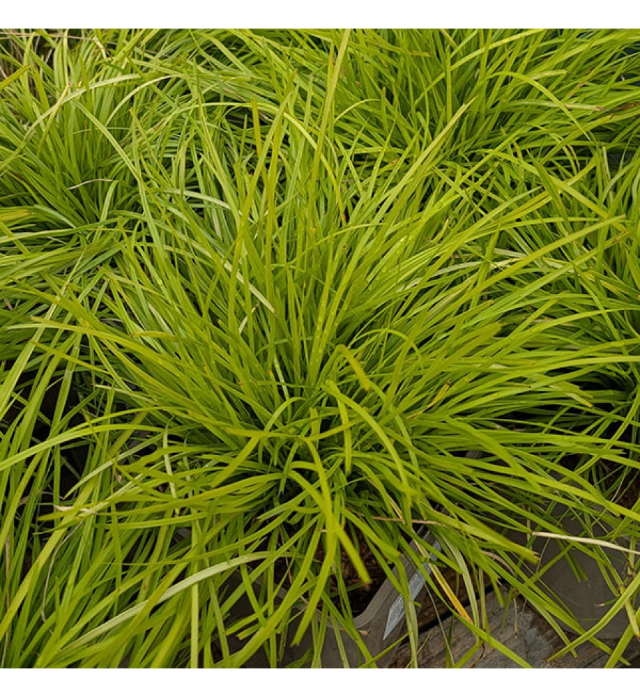 Lomandra longifolia Miner's Gold