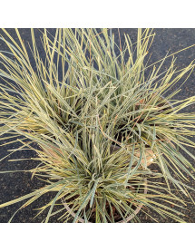 Lomandra longifolia White Sands (3lt) Lomandra longifolia White Sands (3lt)