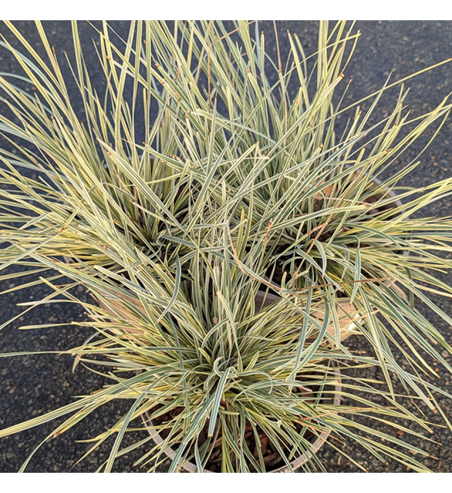 Lomandra longifolia White Sands (3lt)