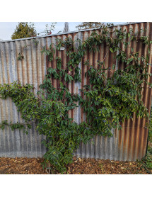 Lonicera alseuosmoides (12lt) Lonicera alseuosmoides (12lt)