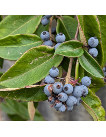 Lonicera alseuosmoides (3lt)
