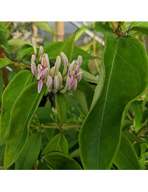 Lonicera alseuosmoides (3lt)