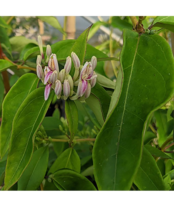 Lonicera alseuosmoides (2lt)