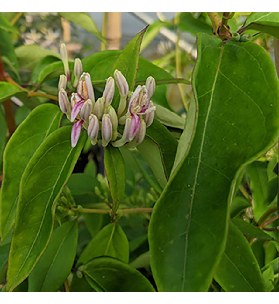 Lonicera alseuosmoides (3lt)