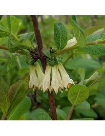 Lonicera caerulea var. edulis (15lt)