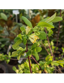 Lonicera caerulea var. edulis (15lt)