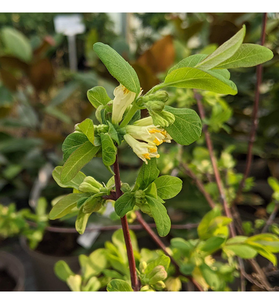 Lonicera caerulea var. edulis (15lt)