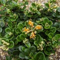 Lonicera crassifolia Little Honey (2lt)