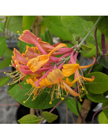 Lonicera x brownii Dropmore Scarlet (7lt)