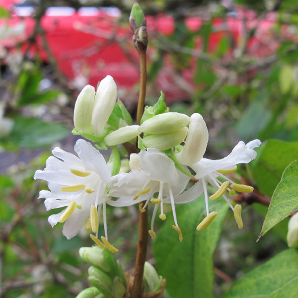 Lonicera fragrantissima (3lt)