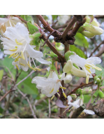 Lonicera x purpusii Winter Beauty (7.5lt)
