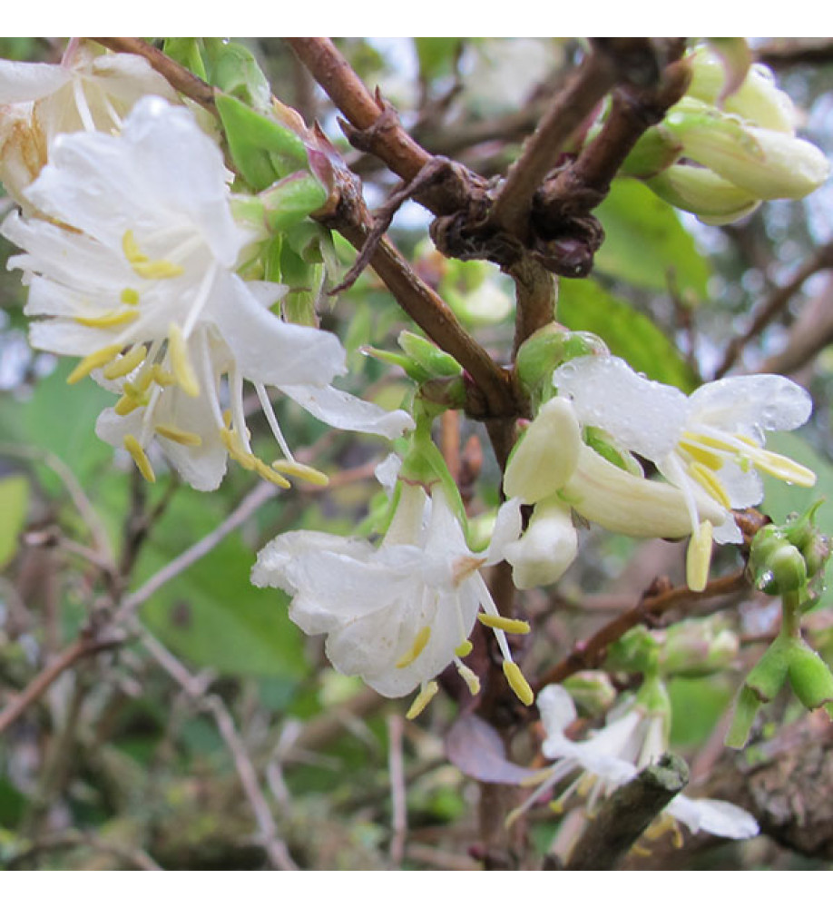 Lonicera x purpusii Winter Beauty (7.5lt)
