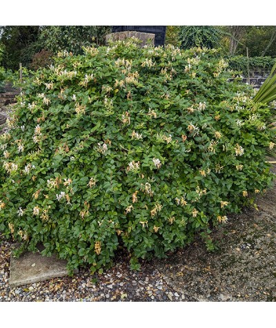 Lonicera japonica Hall's Prolific (2lt)