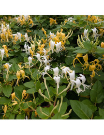 Lonicera japonica Hall's Prolific (2lt)