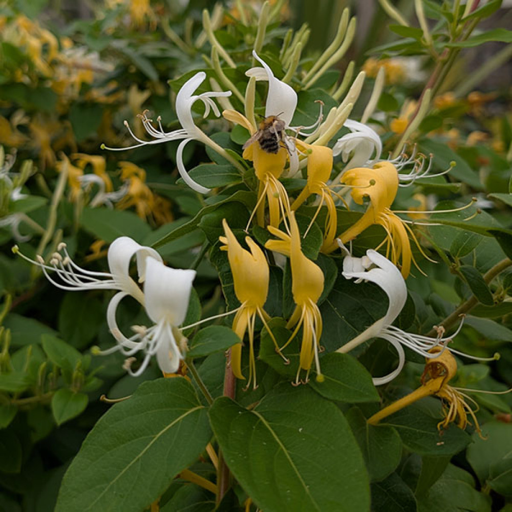 Lonicera japonica Hall's Prolific (2lt)