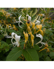 Lonicera japonica Hall's Prolific (2lt)
