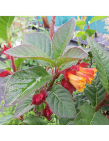 Lonicera involucrata (3lt) Lonicera involucrata (3lt)