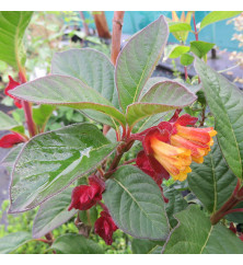 Lonicera involucrata (3lt)