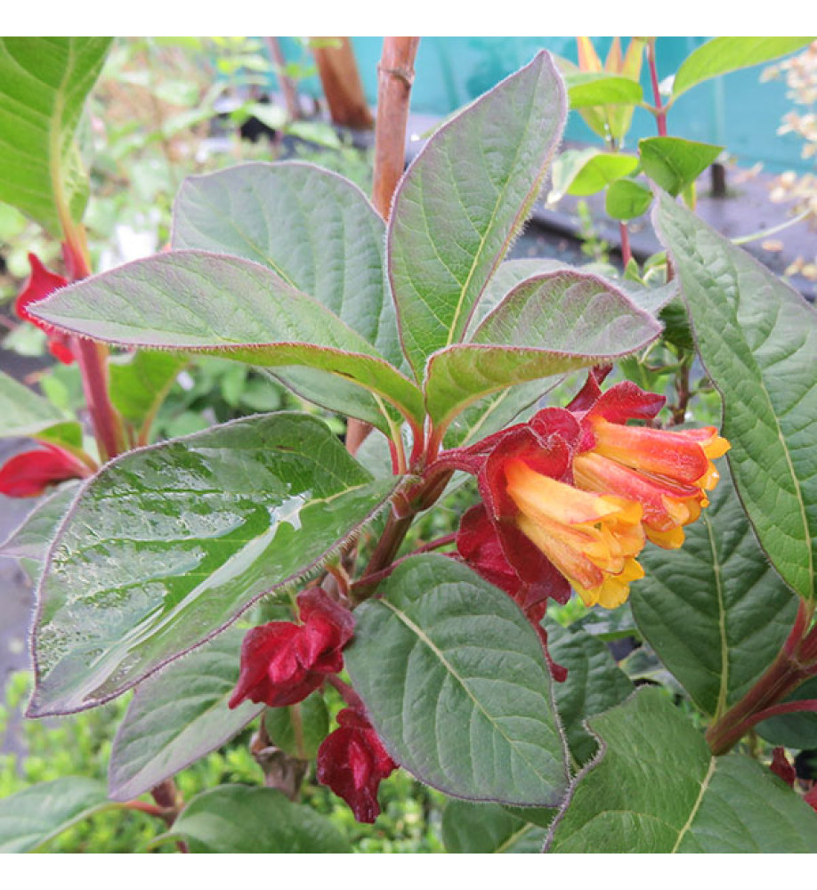 Lonicera involucrata (3lt)