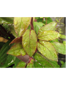 Lonicera japonica repens (3lt)