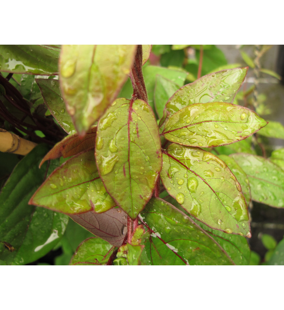 Lonicera japonica repens (3lt)