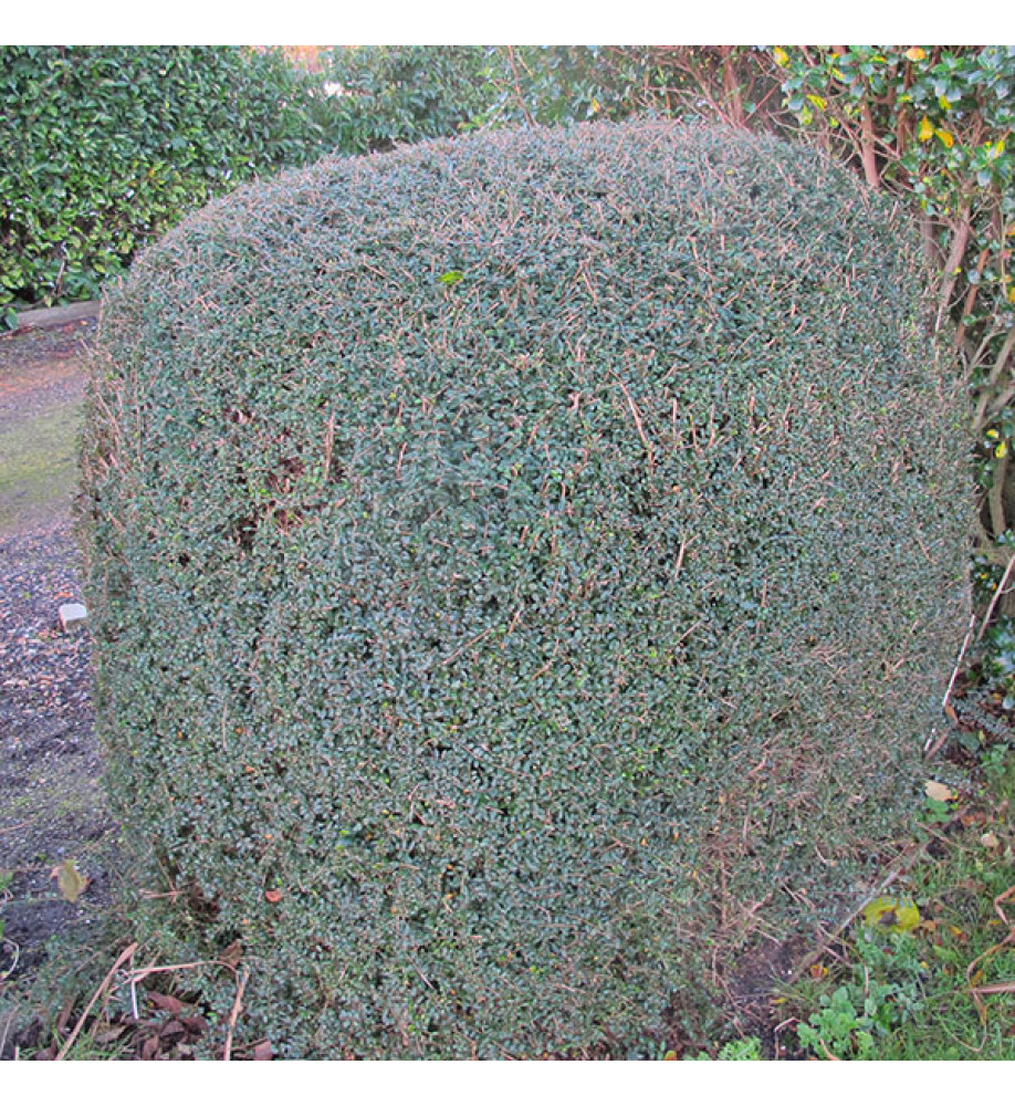 Lonicera nitida  (13.5lt)