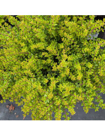 Lonicera nitida panmin (2lt) Lonicera nitida panmin (2lt)