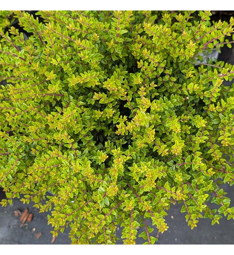 Lonicera nitida panmin  (2lt)