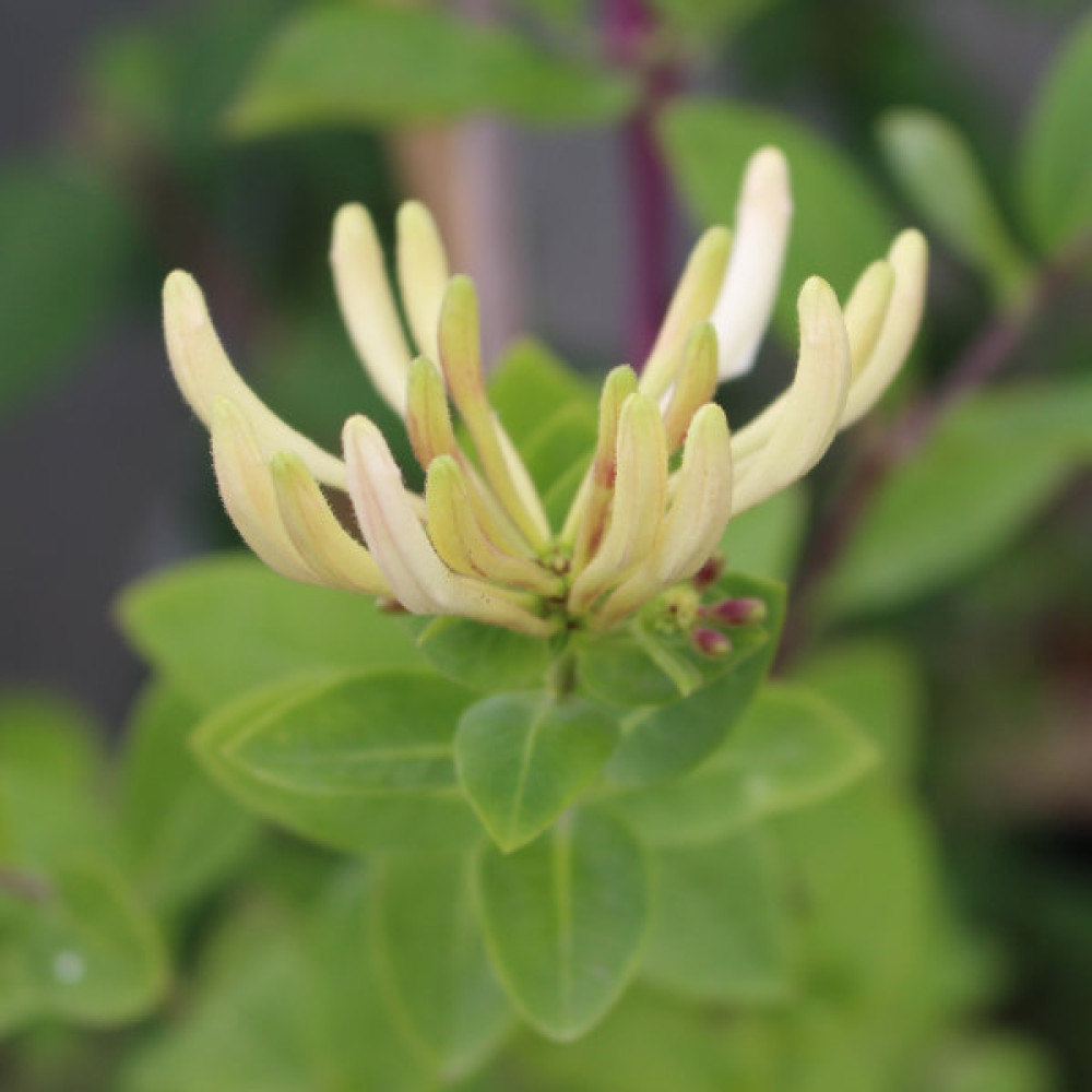 Lonicera periclymenum Graham Thomas (7lt)