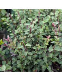 Lonicera nitida Garden Clouds Purple Storm (1lt) Lonicera nitida Garden Clouds Purple Storm (1lt)