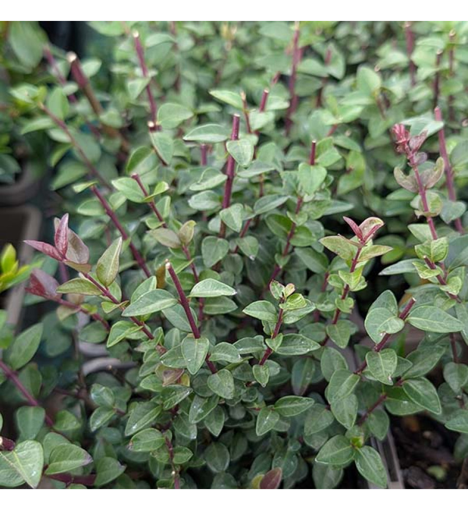 Lonicera nitida Garden Clouds Purple Storm  (1lt)