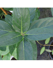Lonicera similis delavayii (3lt)