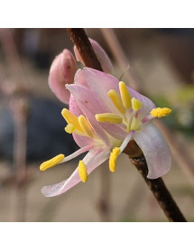 Lonicera standishii Budapest (3lt)