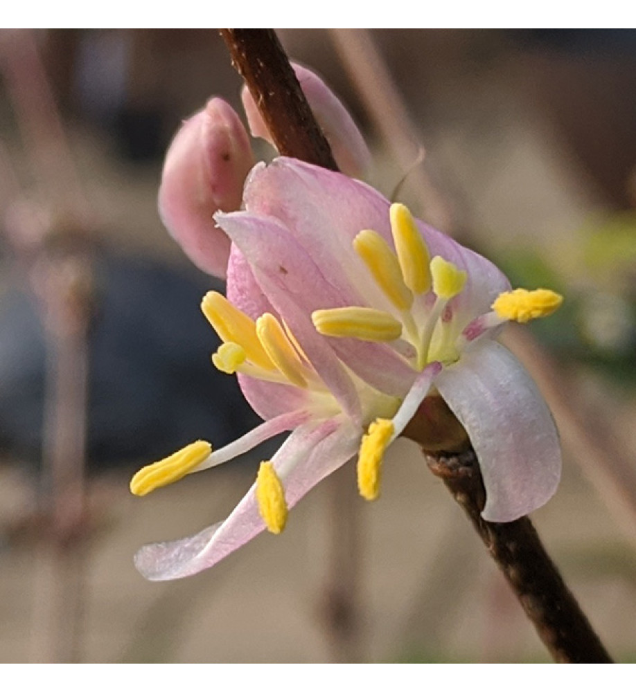 Lonicera standishii Budapest (3lt)