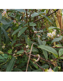 Lonicera standishii Budapest (3lt)